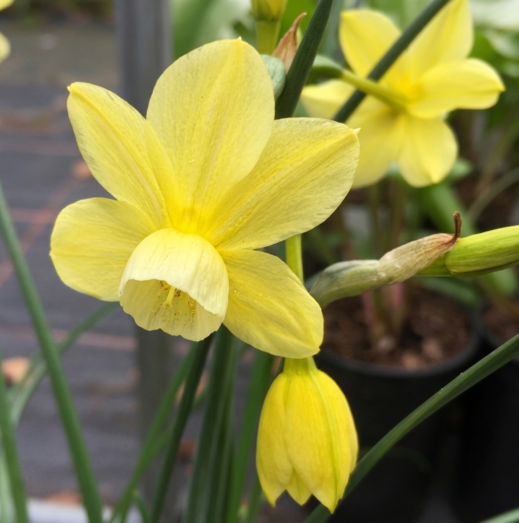 Narcissus triandrus 'Woodstar' 